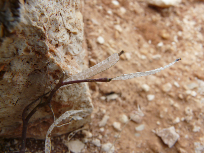 Diplotaxis scaposa / Ruchetta con scapo